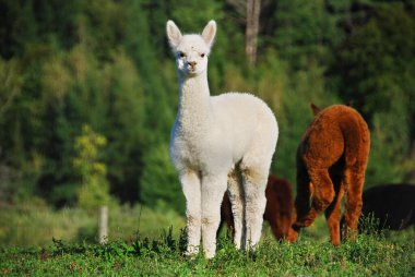 Alpaca, Güney Amerika kamelyasının evcil bir türüdür. Görünüşte küçük bir lama gibi görünüyor. Alpakalar Güney Peru And Dağları 'nın eteklerinde otlayan sürüler halinde tutuluyor.