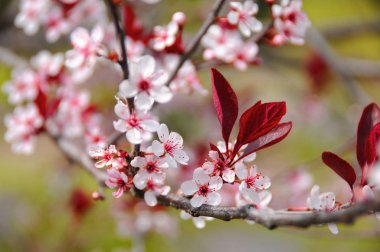 Baharda kiraz çiçeği ağacı