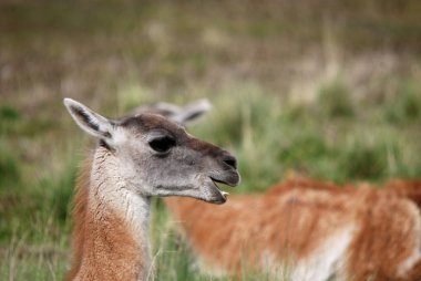 Patagonya 'da Guanacoes (Lama guanicoe), Torres del Paine. Guanaco ismi Güney Amerika dilinde 