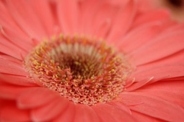 Kırmızı çiçeğe yaklaş.