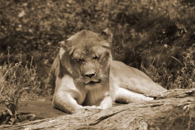 Aslan, Panthera cinsindeki dört büyük kediden biridir ve Felidae familyasının bir üyesidir. Bazı erkekler 250 kg ağırlığı (550 lb) aşarak kaplandan sonra yaşayan en büyük ikinci kedidir.