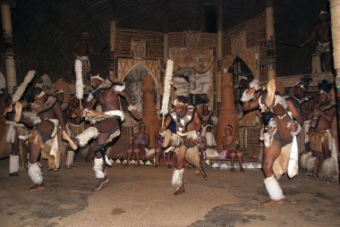 Tanımlanamayan Zulu dansçıları, 27 Kasım 2010 'da Shakaland Zulu Kültür Köyü, KwaZulu-Natal, Güney Afrika' da yapılan Zulu gösterisinde geleneksel Zulu kıyafetleri giyerler.