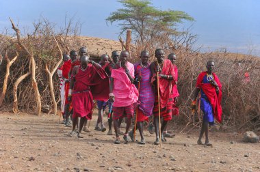 Masai kabilesinden kimliği belirsiz Afrikalı bir grup, 13 Ekim 2011 'de Kenya' nın Masai Mara kentinde düzenlenen geleneksel atlama dansını göstermeye hazırlanıyor. Onlar göçebe ve küçük köylerde yaşıyorlar..