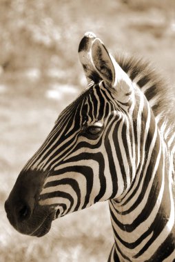 Zebralar, kendilerine özgü siyah ve beyaz çizgileriyle birleşmiş birkaç Afrika donanımı (at ailesi) türüdür.