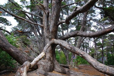 Yılan şeklinde ağaç. Tierra del Fuego Ulusal Parkı, Arjantin 'in Tierra del Fuego adasının kuzey kesiminde bulunan bir ulusal parktır..