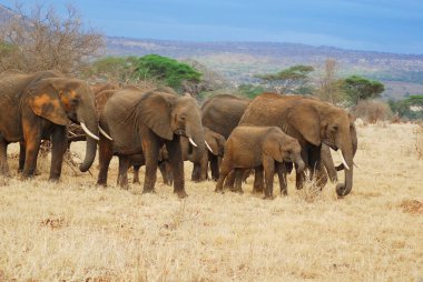 Amboseli Ulusal Parkı 'ndaki filler, eski adıyla Maasai Amboseli Oyun Rezervi, Kenya' nın Rift Valley Eyaleti 'nde yer alır. Kenya-Tanzanya sınırına yayılan ekosistem. 