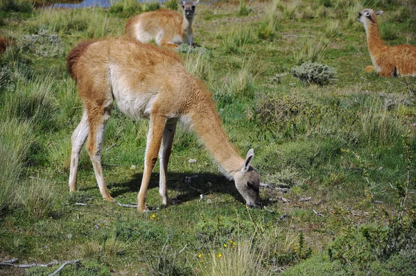 Guanacoes Lama Guanicoe Patagonia Torres Del Paine Nombre Guanaco Proviene — Foto de Stock