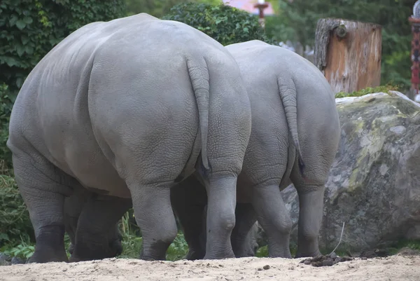 Rhinoceros Grupo Cinco Espécies Ungulados Família Rhinocerotidae Duas Destas Espécies — Fotografia de Stock