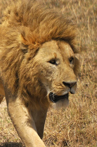 León Serengeti Alberga Mayor Migración Mamíferos Mundo Que Una Las —  Fotos de Stock