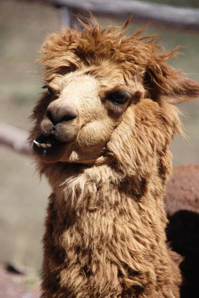 Alpaka Vicugna Pacos Güney Amerika Kamelyasının Evcilleştirilmiş Bir Türüdür Görünüşü — Stok fotoğraf