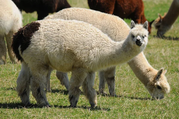 Alpaka Ist Eine Domestizierte Spezies Südamerikanischer Kameliden Optisch Ähnelt Einem — Stockfoto