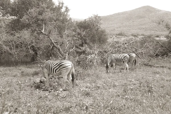 Hluhluwe Imfolozi Park Jižní Africe Burchell Zebra Equus Quagga Burchellii — Stock fotografie