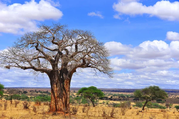 Baobab Boaboa Şişe Ağacı Ters Dönmüş Ağaç Tarangire Ulusal Parkı — Stok fotoğraf