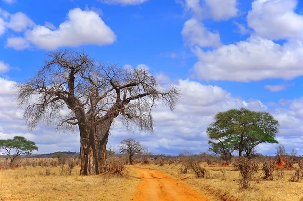 バオバブ ボアボア ボトルツリー 逆さまの木 猿のパンの木タランジレ国立公園は ルアハ セレンゲティ ミクミ カタヴィ モンコマジの後にタンザニアで6番目に大きな国立公園です — ストック写真