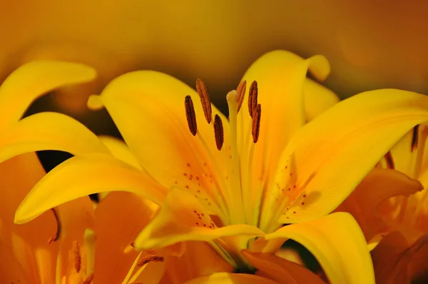 Lilium Otçul Çiçekli Bir Bitki Cinsidir Çoğu Tür Ilıman Kuzey — Stok fotoğraf