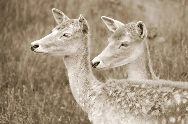 Jonge Herten Herten Zijn Zoogdieren Uit Familie Van Herkauwers Cervidae — Stockfoto