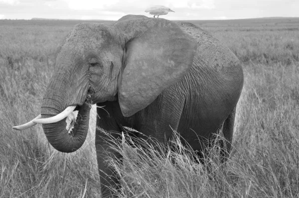 이전에 마사이 구역이었던 공원의 코끼리들은 케냐의 리프트 지역에 있습니다 케냐와 — 스톡 사진