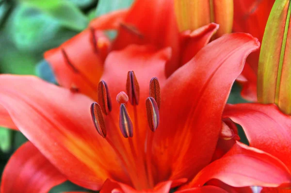 Daylilyは ヘメロカリス属の開花植物で その魅力的な花のために長い間繁殖したデイリリー種を持っています — ストック写真