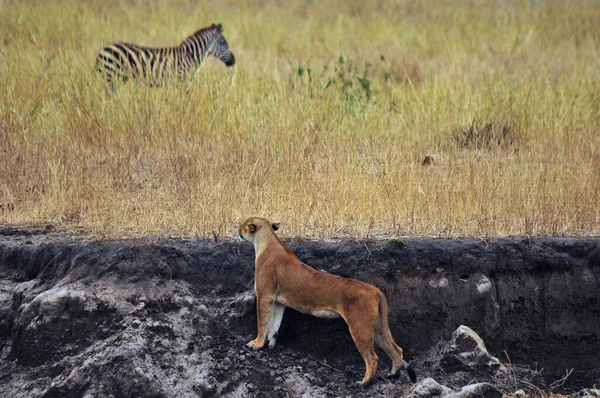 ライオン見ます上のゼブラ上のアフリカのサバンナ — ストック写真