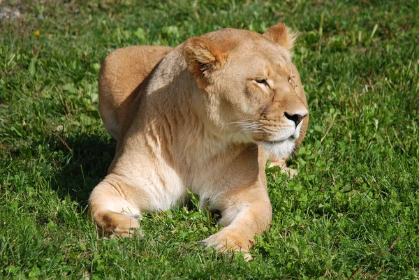 사자는 판테라 Panthera 고양이 하나이며 고양이 Felidae 일원이다 몸무게가 250 — 스톡 사진