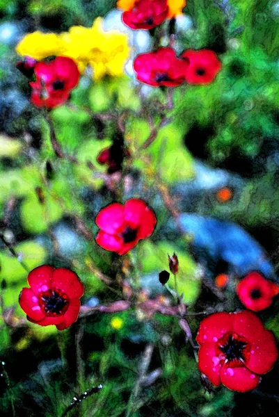 Flores Bonitas Coloridas Jardim — Fotografia de Stock