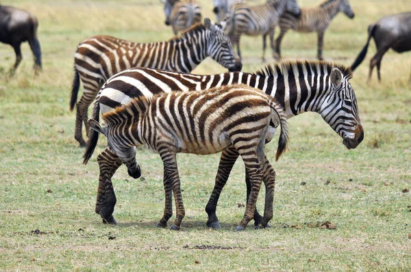 Zebry Parku Narodowym Amboseli Dawniej Maasai Amboseli Game Reserve Znajdują — Zdjęcie stockowe