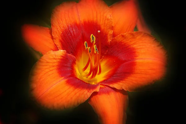 Zambak Lilium Otçul Çiçekli Bir Bitki Cinsidir Çoğu Tür Ilıman — Stok fotoğraf