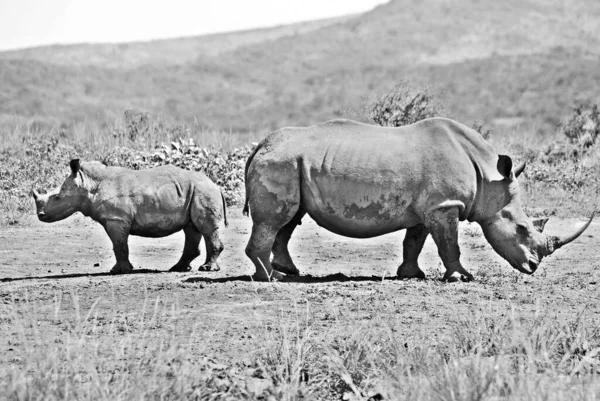 Foto Preto Branco Rinocerontes Savana — Fotografia de Stock