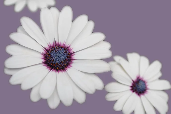 White Daisy Flower Background — Stock Photo, Image