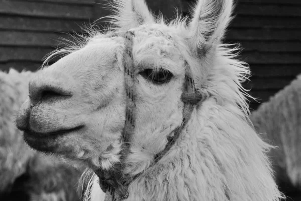Chaten Argentina Lama Lama Glama Camelide Sudamericano Ampiamente Usato Come — Foto Stock