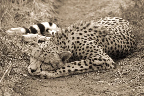 Guepardo Felino Gran Tamaño Que Habita Mayor Parte África Parte — Foto de Stock