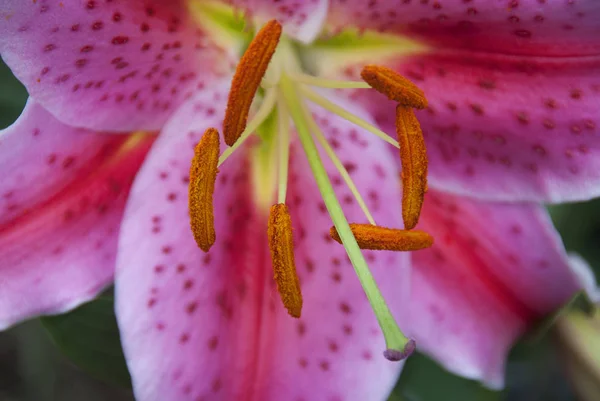 Lilium Ist Eine Gattung Krautiger Blütenpflanzen Die Aus Zwiebeln Wachsen — Stockfoto