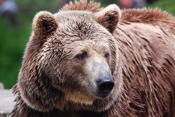 The grizzly bear also known as the silvertip bear, the grizzly, or the North American brown bear, is a subspecies of brown bear that generally lives in the uplands of western North America