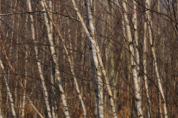 Birke Ist Ein Baum Oder Strauch Der Gattung Betula Aus — Stockfoto