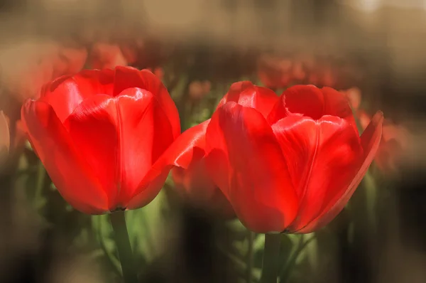 Свежие Цветущие Тюльпаны Саду — стоковое фото