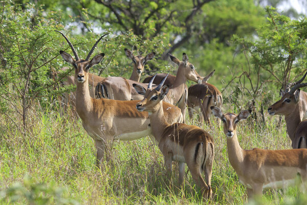 Заповедник Импала Антилопа (Aepyceros Melampus) Хлухлуве-Умфолози, расположенный в нескольких километрах к северу от Дурбана, является самым старым объявленным парком в Африке.