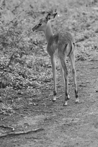 Archivfoto Impalas Hluhluwe Imfolosi Park Südafrika — Stockfoto