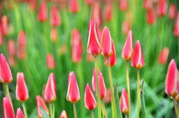 Tulipanes Una Planta Perenne Bulbosa Con Flores Vistosas Género Tulipa — Foto de Stock