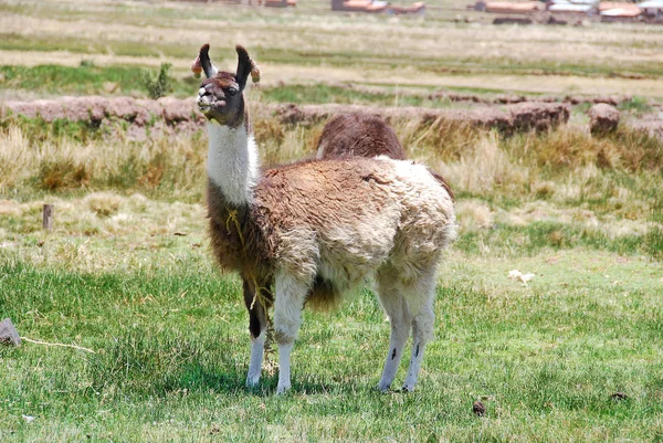 Llama Pastoreio Prado — Fotografia de Stock