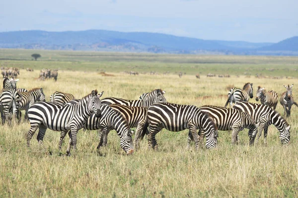 Zebras Serengeti Tanzanie Serengeti Hostí Největší Migraci Savců Světě Což — Stock fotografie
