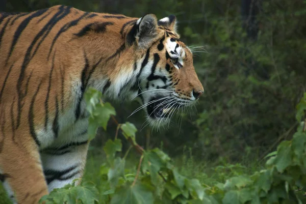 호랑이 Panthera Tigris 달하고 무게가 306 670 나가는 고양이 종이다 — 스톡 사진