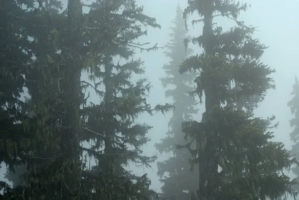Foggie Árboles Piel Bosque Whistler Canadá —  Fotos de Stock