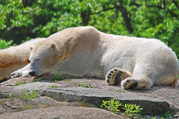 Urso Polar Ursus Maritimus Urso Nativo Grande Parte Dentro Círculo — Fotografia de Stock
