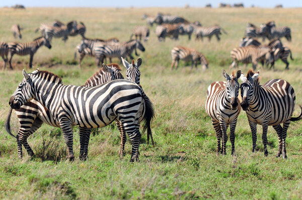 Zebras in Serengeti, Tanzania. The Serengeti hosts the largest mammal migration in the world, which is one of the ten natural travel wonders of the world.