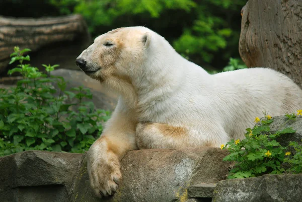 Urso Polar Zoológico — Fotografia de Stock