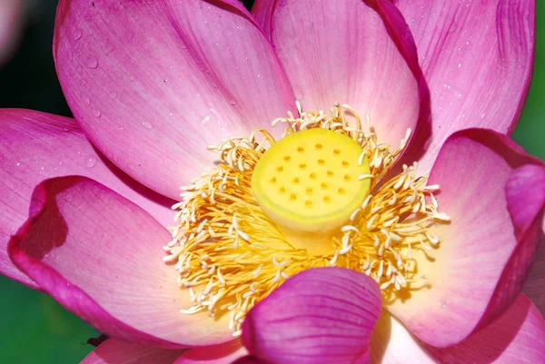 Beautiful Pink Water Lily Pond — Stock Photo, Image