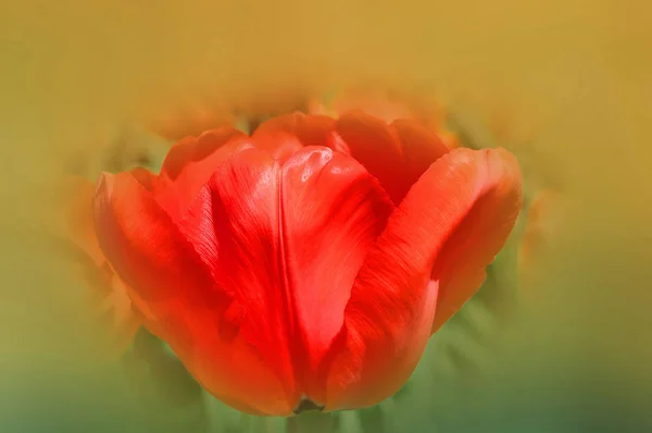 Laleler Tulipa Cinsinde Gösterişli Çiçekleri Olan 109 Türü Barındıran Uzun — Stok fotoğraf
