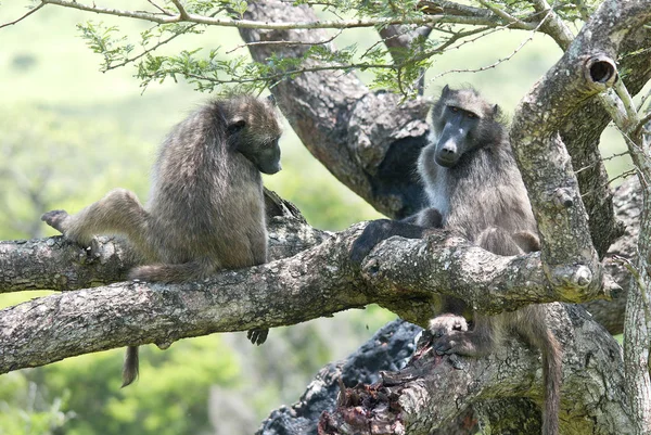 Hluhluwe Imfolozi Park Paviane Sind Afrikanische Altweltaffen Der Gattung Papio — Stockfoto