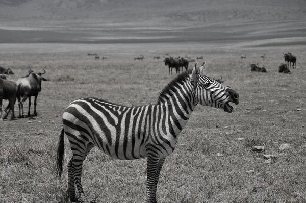 タンザニアのセレンゲティのゼブラス セレンゲティは 世界で10の自然の旅行の驚異の一つである世界最大の哺乳類の移行をホストしています — ストック写真
