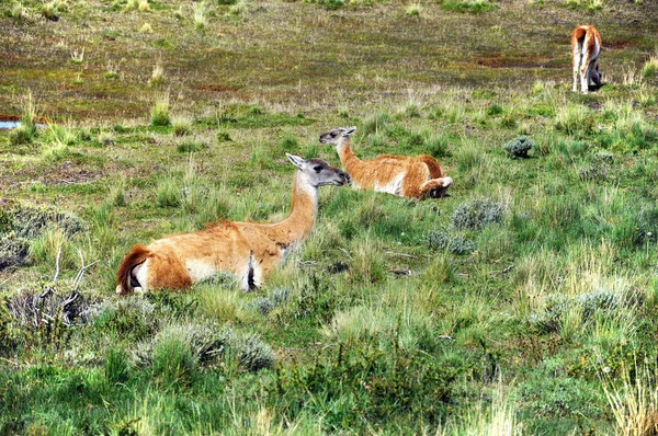 Guanacoes Lama Guanicoe Patagonia Torres Del Paine Nombre Guanaco Proviene — Foto de Stock